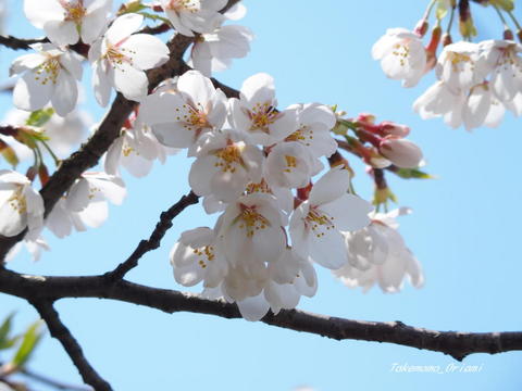 2019-04-22桜 (1).jpg