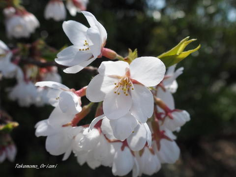 2019-04-22桜 (2).jpg