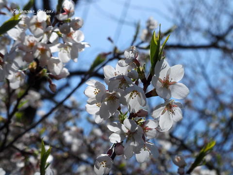 2019-04-22桜 (3).jpg