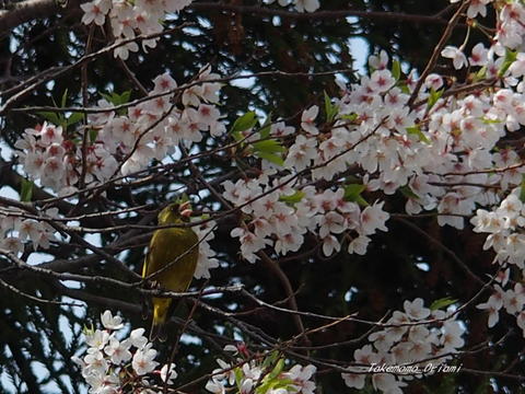 2019-04-25桜とカワラヒワ.jpg